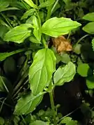 茎は4角になり、下部の葉に短い葉柄がある。