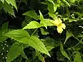 福島県帝釈山 2009年7月