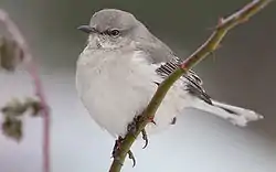 マネシツグミ