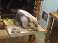 ミナミコアリクイのタエ