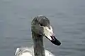 オオハクチョウの幼鳥