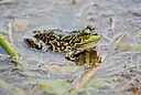 ミンクガエル