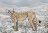 アメリカチーター