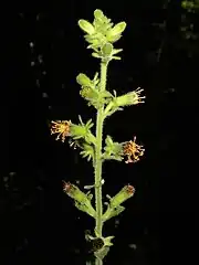 頭花は総状花序につき、頭花の花柄の基部には小型の苞葉がある。