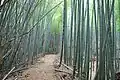 竹林の遊歩道