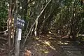 カナメモチのトンネル道
