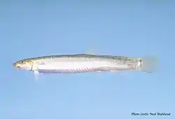 ドジョウ