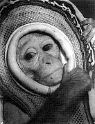 「宇宙に行った猿」ミス・サム