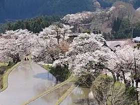 三多気の桜
