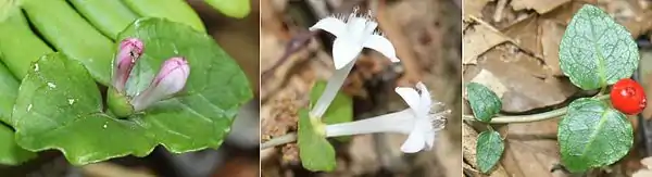 左：子房が合着した2個の蕾中：漏斗状の先端が4裂した白い花（雄蘂は4個）右：赤い果実、2個の花の萼の痕が表面に残る