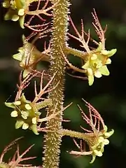 左の拡大。花弁は羽状に3-5裂し、雄蕊は花盤の縁につく。萼裂片は斜開する。