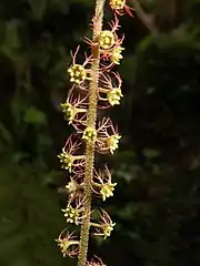 雄花序。