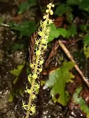 雌花序。雄蕊は発達しない。