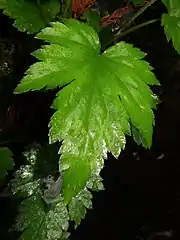 葉表にあらい毛が散生する。