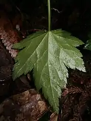 葉裏と葉柄に毛は無い。