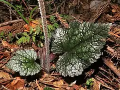 葉の表面と花茎と葉柄。