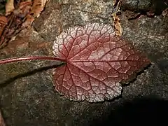 葉の裏面。