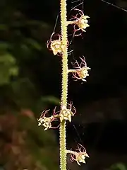 萼片は直立し、花弁は3-5裂し、半曲する。