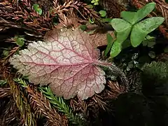 葉の裏面は常に紅紫色をおび、粗い長毛と腺毛が生える。