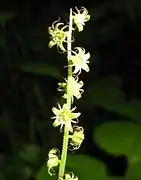 花序。