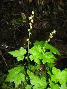 花茎に1-3個の葉がつく。