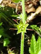 花弁は分裂せず、針状線形になる。