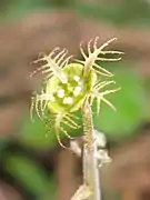 雄蕊は花弁の基部から離れた花盤上につく。