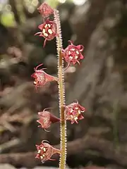 萼裂片は直立し、先端だけがやや斜開する。花弁は線形で魚の骨状に分裂しない。