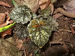葉の縁は浅く切れ込み、裂片には不ぞろいの鋸歯がある。葉の表面は暗緑色でまばらに粗い毛が生える。