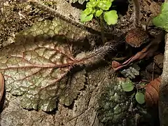 葉の裏面はしばしば紅紫色をおび、葉柄には長い粗い毛が生える。