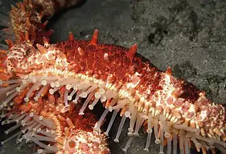 ヒトデ(棘皮動物)の管足
