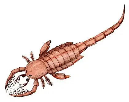 直後の強大な脚と共に捕獲器に特化した短い触肢をもつミクソプテルス