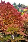 宮路山の紅葉