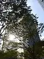 並木越しに見上げた様子