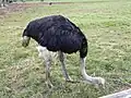 ダチョウ
