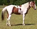 Tobiano