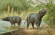 †モエリテリウム (メリテリウム) Moeritherium (始新世、長鼻目)