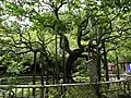 「寿昌院手植の梅」（2009年5月26日撮影）