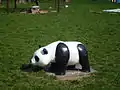 移入されたパンダ像