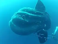 ウシマンボウ