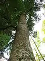 枝は同一高から四方八方に伸びるA. firma