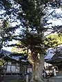 モミの木