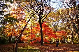 紅葉