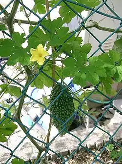 ツルレイシMomordica charantia
