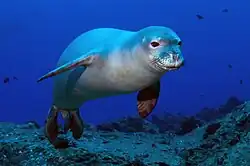 ハワイモンクアザラシ