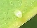 オオカバマダラの卵