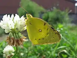 シロツメクサに留まるモンキチョウ