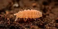 イボトビムシの1種 Monobella grassei（トビムシ目）オナガシミ Ctenolepisma longicaudata （シミ目）