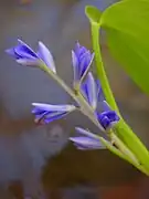 Monochoria cyanea