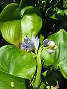 葉は心形でアオイの葉に似る。水草なのでミズアオイ（水葵）という。